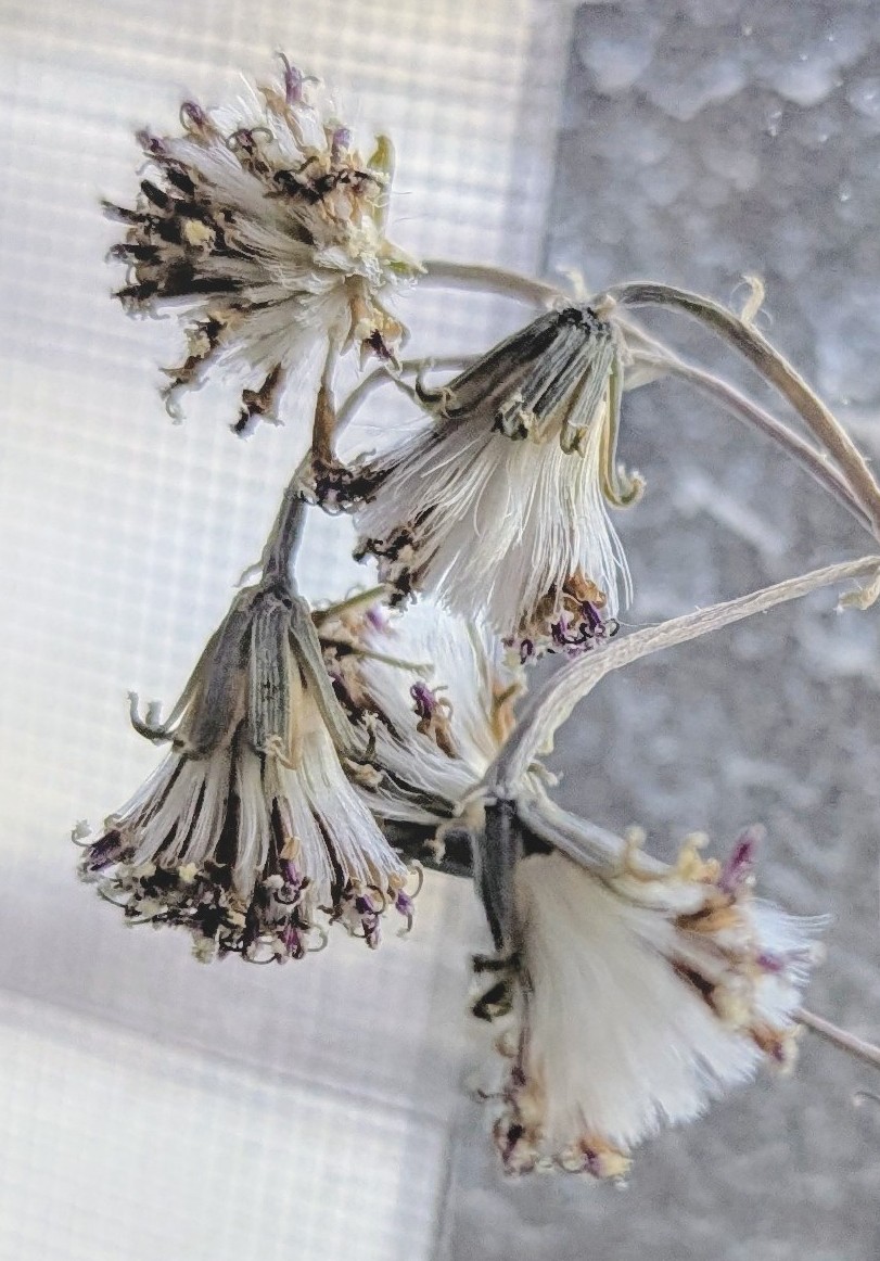 Cactus Flower, Morrison Colorado